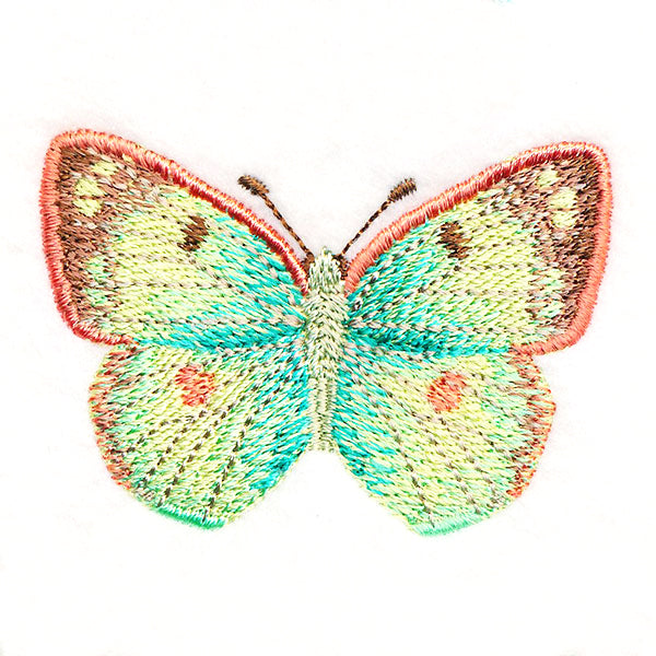 Butterfly Bliss - Colias Hyale