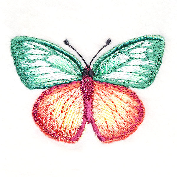 Butterfly Bliss - Cepora Aspasia