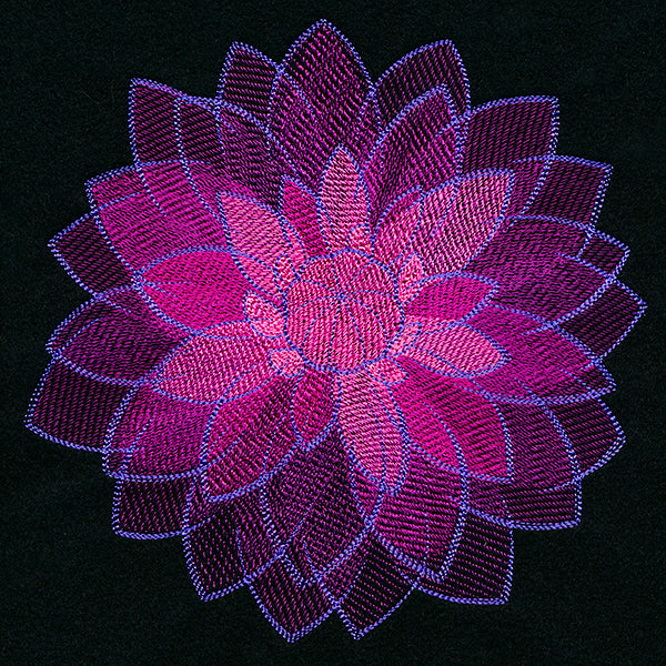 Wild Magic Dahlia