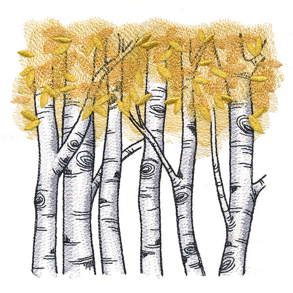 Autumn Birch Woods