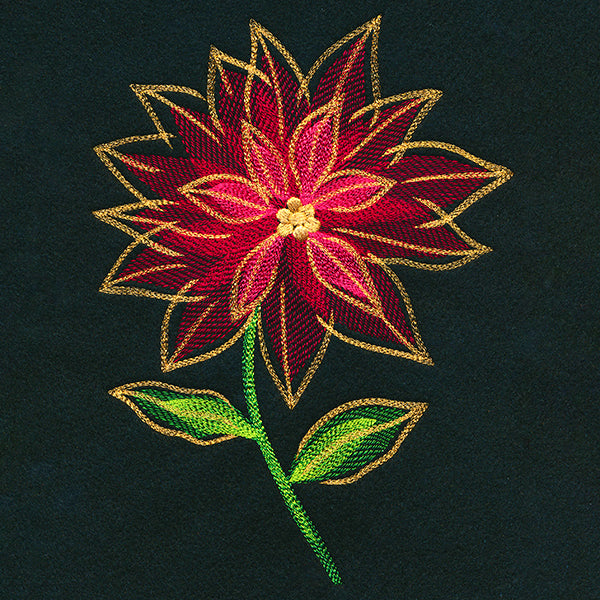 Midnight Mirage Poinsettia