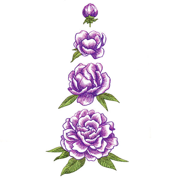 From Bud to Bloom Peony