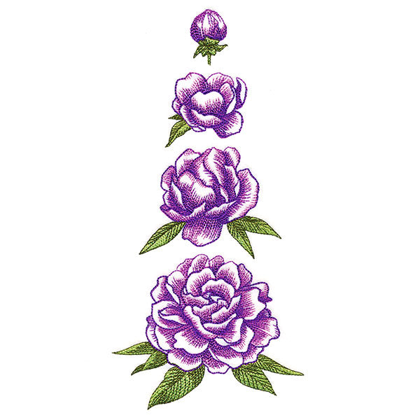 From Bud to Bloom Peony