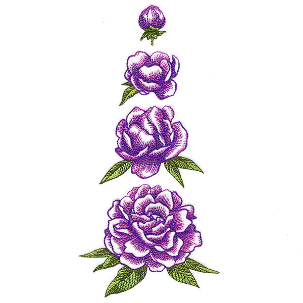 From Bud to Bloom Peony