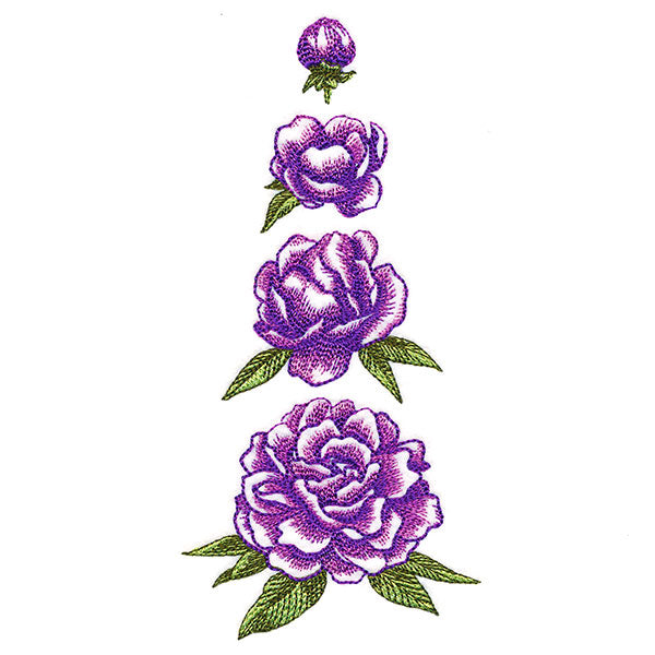 From Bud to Bloom Peony