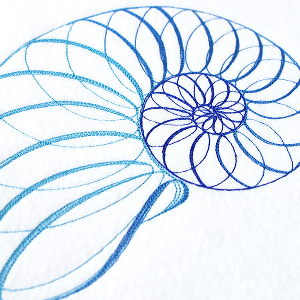 Calligraphic Seashell
