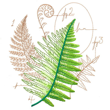 Scientific Fern Collage