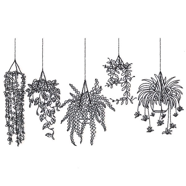 Hanging Houseplants Border