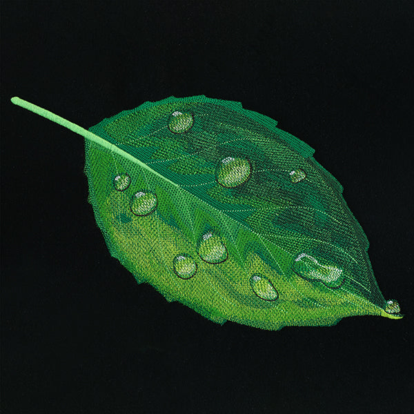 Early Morning Dew Drops Leaf