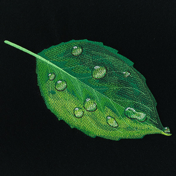 Early Morning Dew Drops Leaf