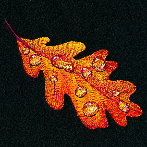 Early Morning Dew Drops Oak Leaf