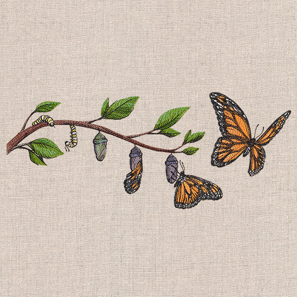 Metamorphosis Monarch