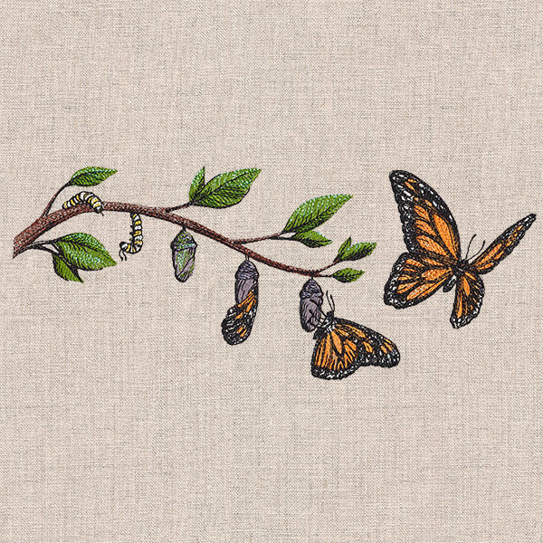 Metamorphosis Monarch