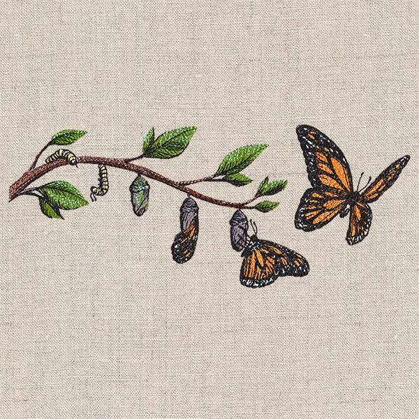 Metamorphosis Monarch