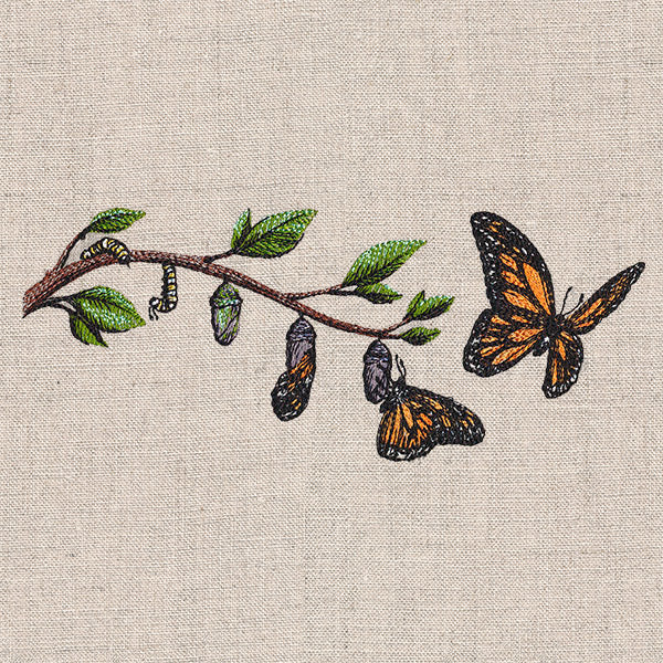 Metamorphosis Monarch