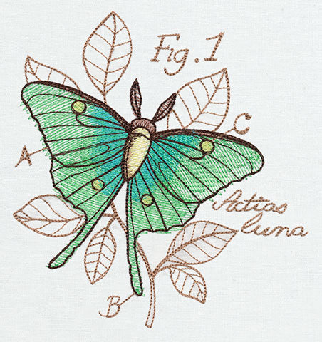 Miniature Menagerie Luna Moth Diagram