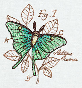 Miniature Menagerie Luna Moth Diagram