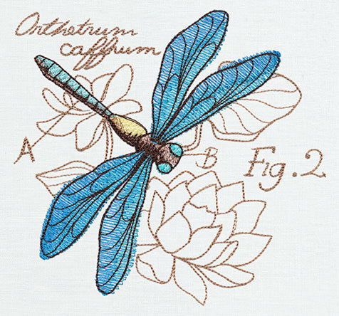 Miniature Menagerie Dragonfly Diagram