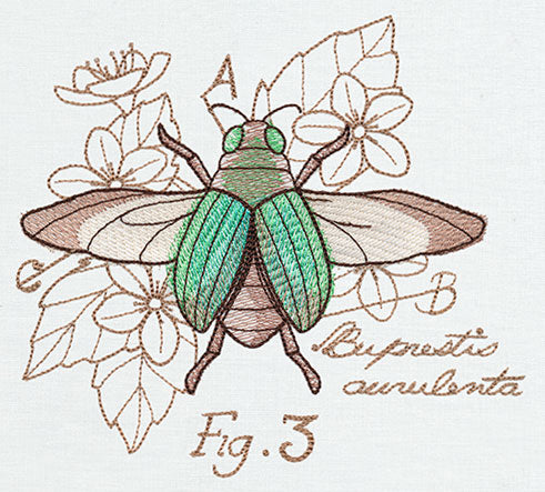 Miniature Menagerie Beetle Diagram