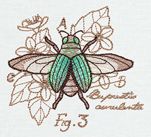 Miniature Menagerie Beetle Diagram