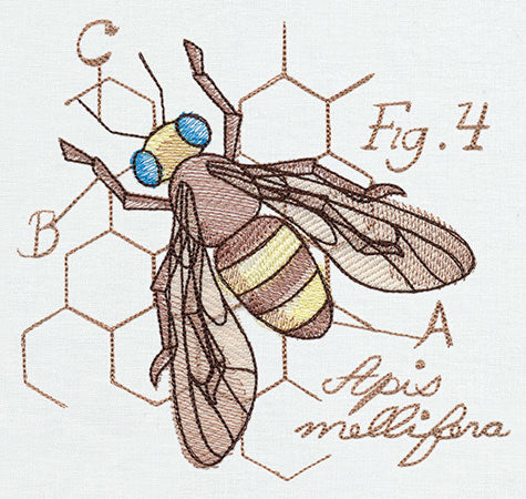 Miniature Menagerie Honeybee Diagram