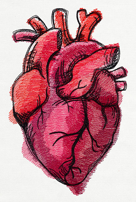 Painted Anatomical Heart