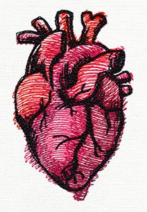 Painted Anatomical Heart
