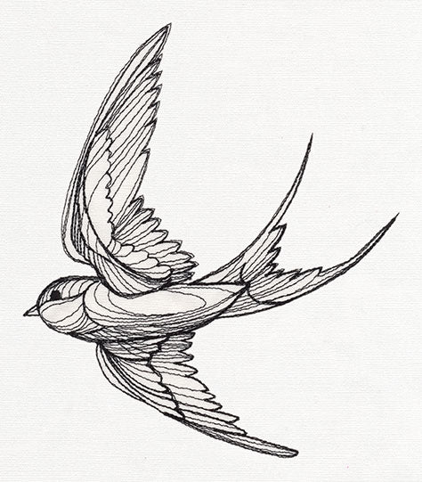 Engraved Swallow