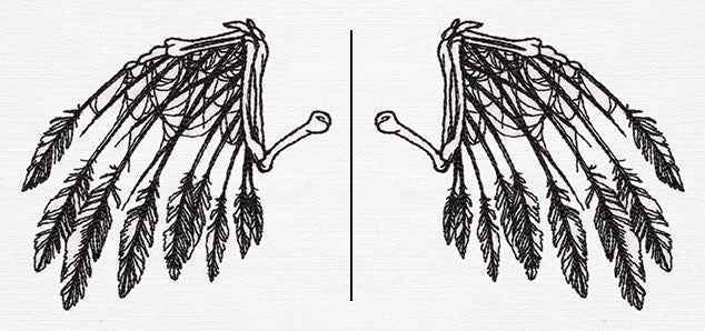 Skeletal Flight (Wing Pair)