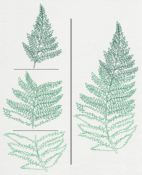 Where the Fern Grows (Split)