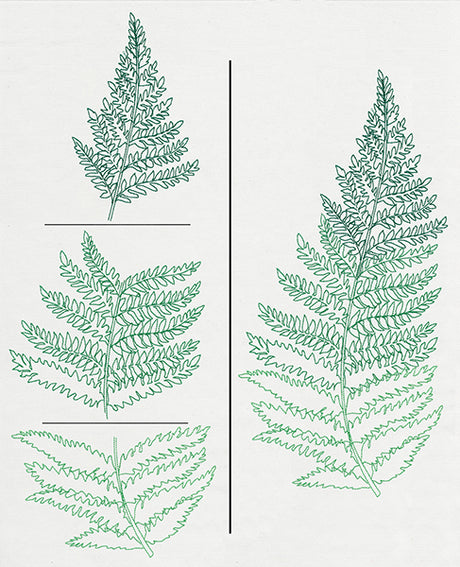 Where the Fern Grows (Split)