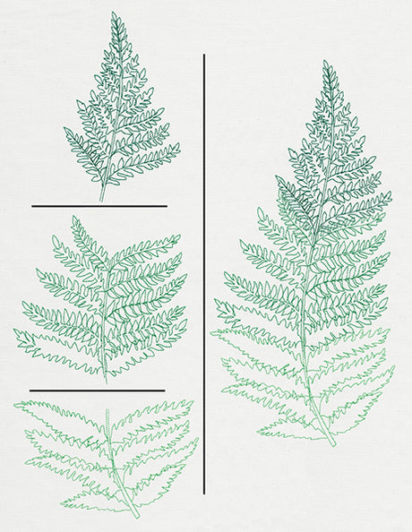 Where the Fern Grows (Split)