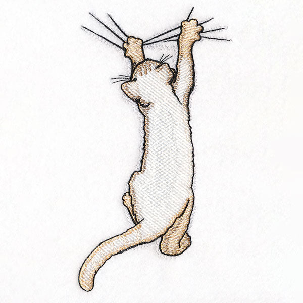 Hang in There Kitty