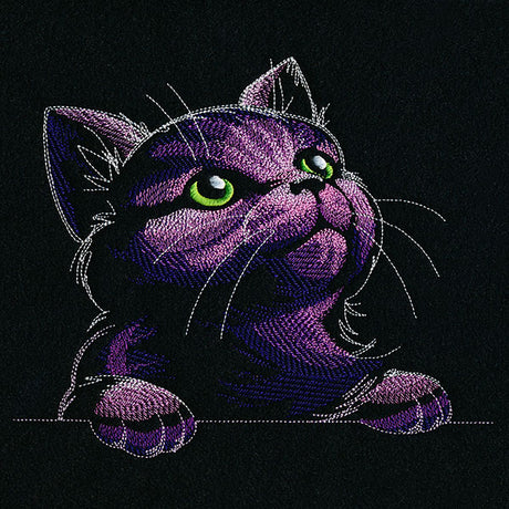 Mesmerized in Wonder Cat