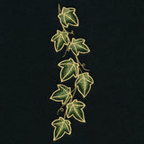 Enchanted Ivy Border