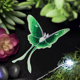 Enchanted Garden II - Luna Moth