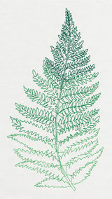 Where the Fern Grows