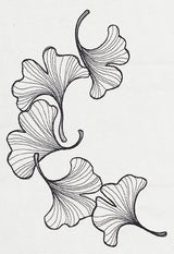 Engraved Ginkgo