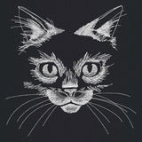 Flickering Feline