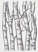 Birch Tree Forest