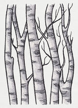 Birch Tree Forest