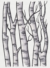 Birch Tree Forest