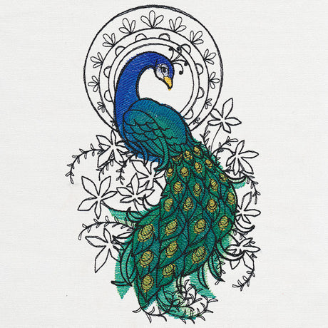 Indian Peacock