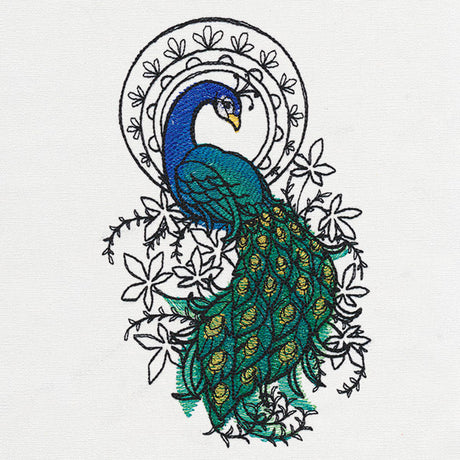 Indian Peacock