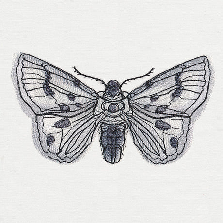 Ink & Wash - Moth