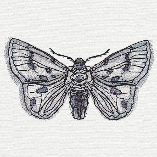 Ink & Wash - Moth