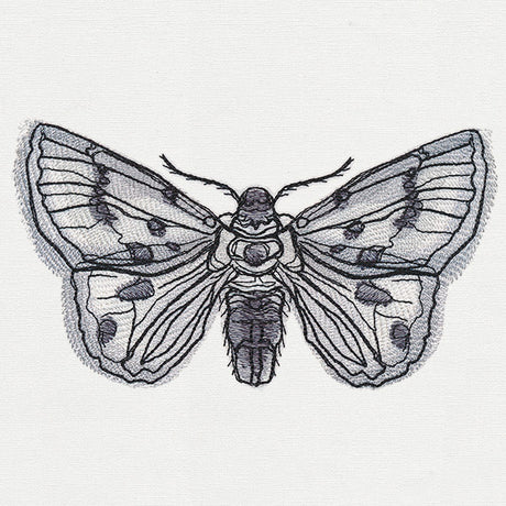 Ink & Wash - Moth