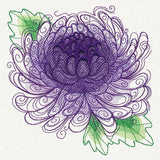 Spring Magic - Chrysanthemum