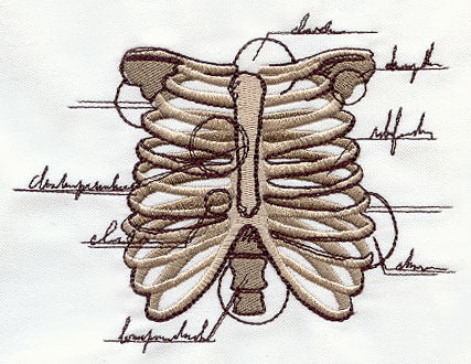 Anatomical Ribcage