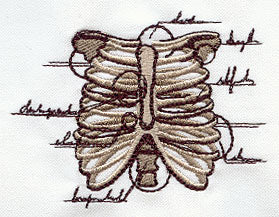 Anatomical Ribcage